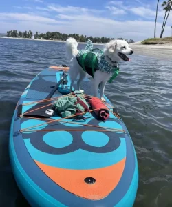 BIGFLY DOG Paddle Board Drop Stitch Material extra Wide Inflatable Paddle Board SUP 11’6”*35”*6” All Around SUP Board