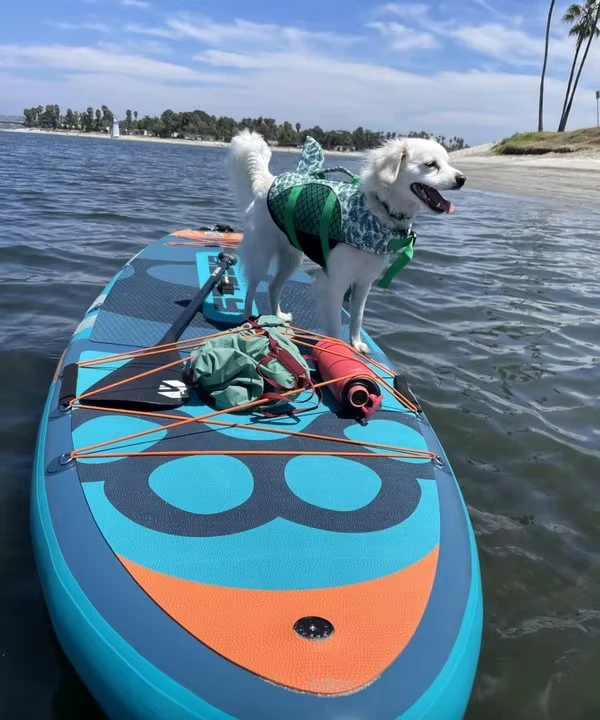 BIGFLY DOG Paddle Board Drop Stitch Material extra breites aufblasbares Paddle Board SUP 11'6''*35''*6'' Allround SUP Board