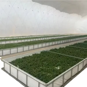 Modern Automatic Control Remote Controlled Air Dome Infilled Plastic Membrane Multi-Span Greenhouse for Agriculture